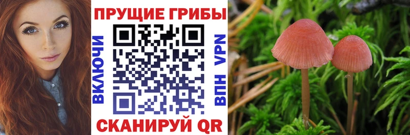 где можно купить   Хабаровск  Псилоцибиновые грибы мухоморы 